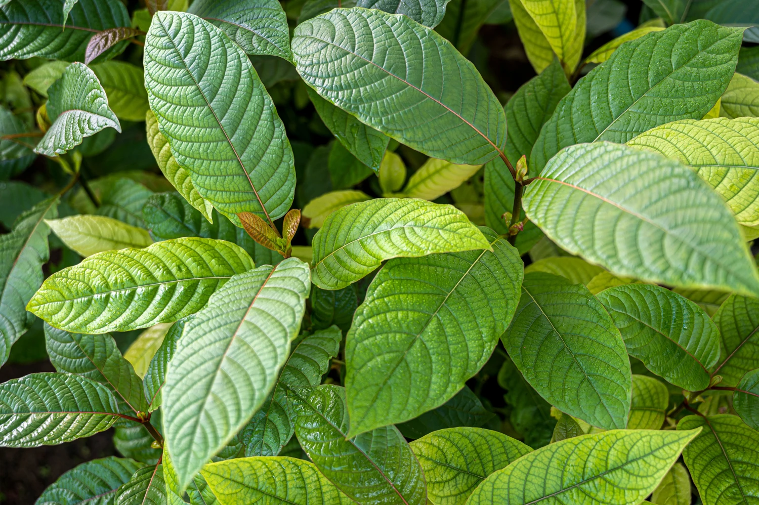 Kratom: Historie, rozšíření, legislativa, dávkování, způsob užívání, rizika a přínosy